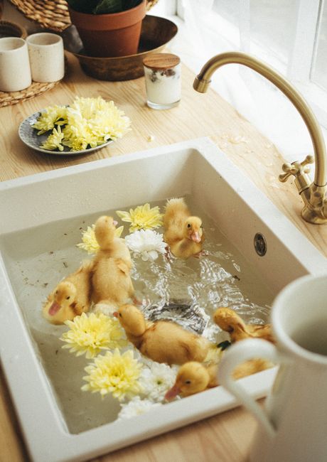 Adorable ducklings floating among yellow flowers in a kitchen sink, a cozy indoor scene.