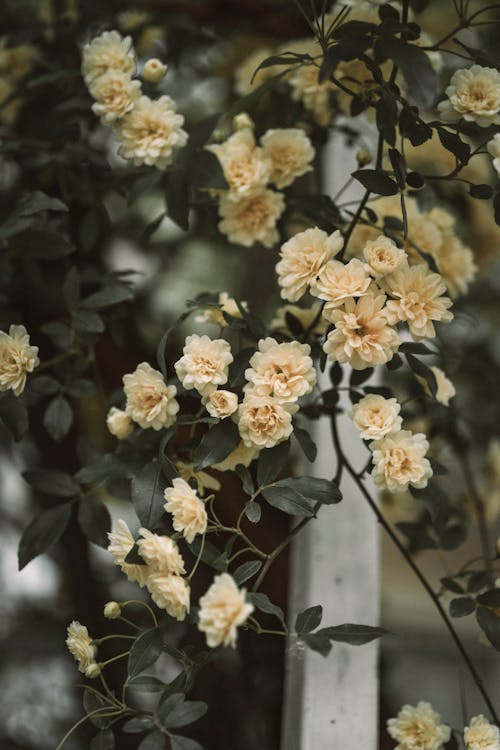 Gratis lagerfoto af alt gult, blomsterfotografering, blomstrende