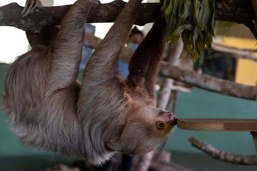 Foto profissional grátis de animais selvagens, animal, de cabeça para baixo