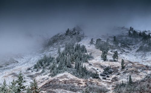 Nebeliger Berg Mit Kiefern