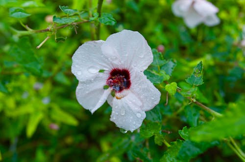 Gratis lagerfoto af blomst, makro, makrofoto