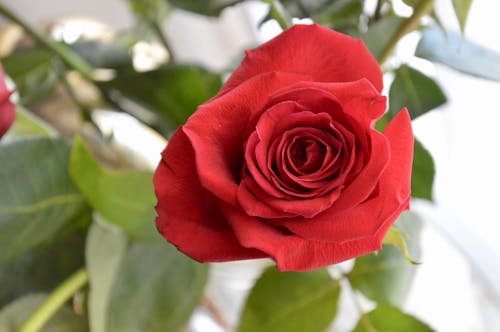 Free stock photo of flower, macro, red rose
