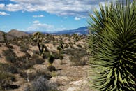 探索内华达州奈县广阔的沙漠景观，欣赏标志性的约书亚树