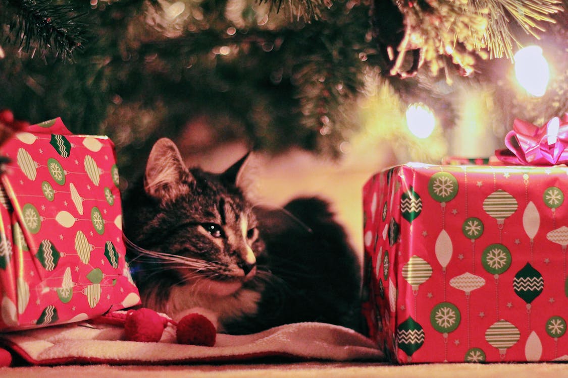 A cat lying under a Christmas tree with wrapped gifts around.