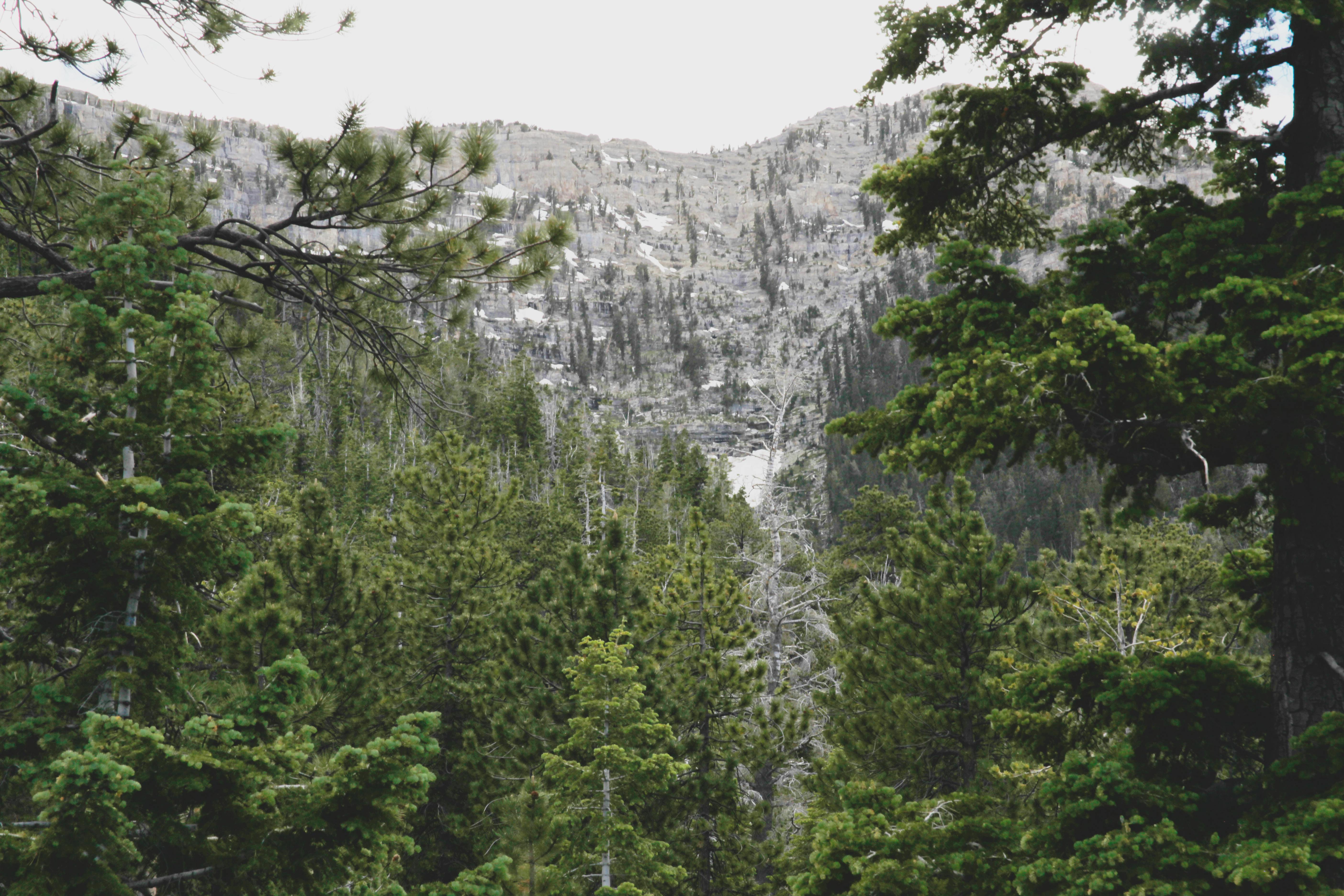 Tranquil mountain scene featuring lush forests near Las Vegas, NV.