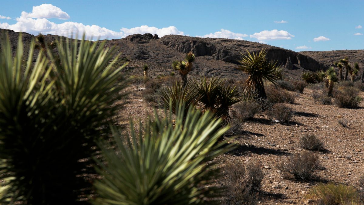 Henderson, NV Holiday Giveaways Near Me: Where to Find Legit Deals