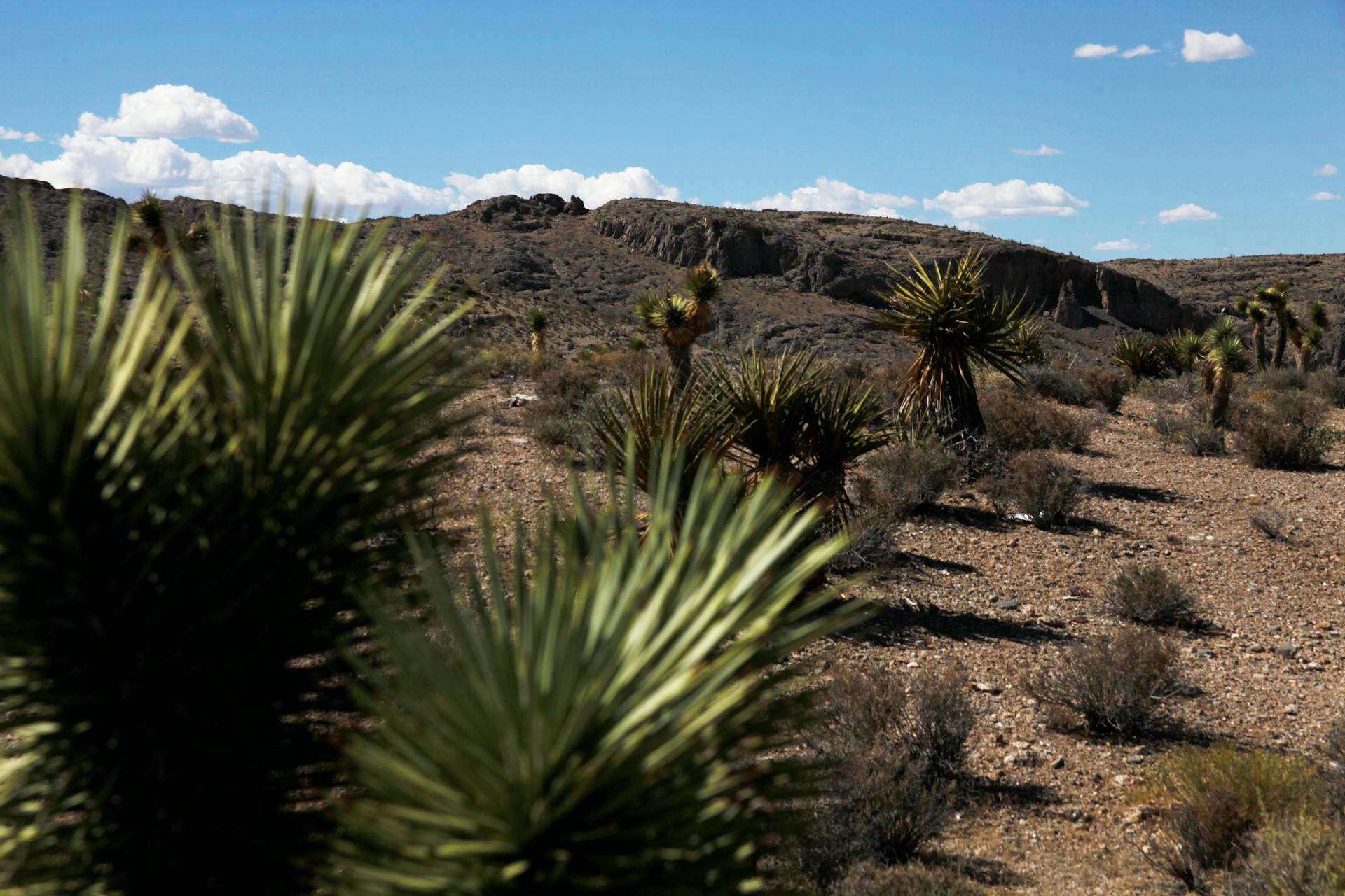 Expansive desert terrain in Nevada showcasing yucca plants and rocky mountains under a bright sky.