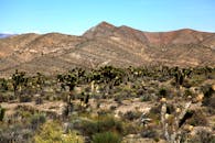 内华达州沙漠风景如画，晴朗的天空下点缀着约书亚树和干旱的山脉