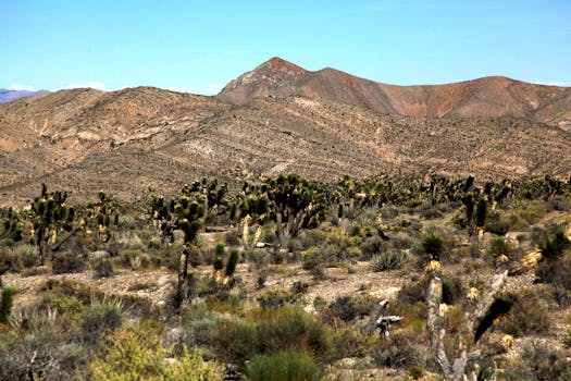 内华达州的沙漠风景如画，晴朗的天空下映衬着约书亚树和干旱的山脉