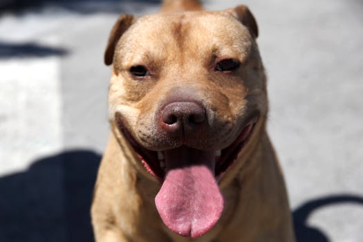stock photo dog dogs happy dogs stock photo dog dogs happy dogs