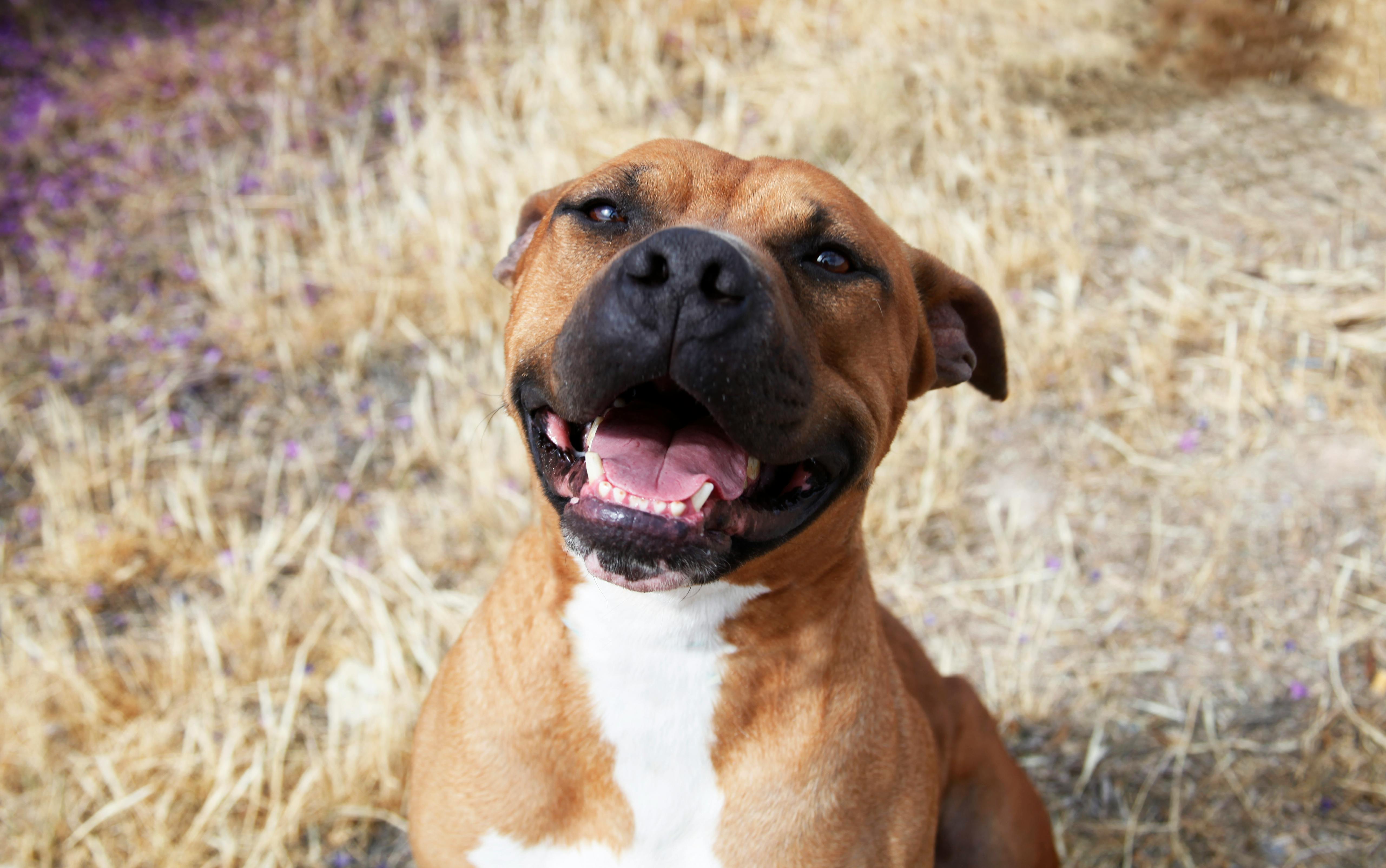 Free stock photo of dog, Happy dog, pitbull