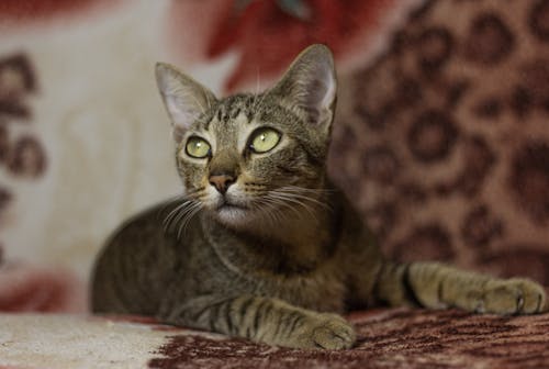 Free Brown Tabby Cat Looking Up Stock Photo