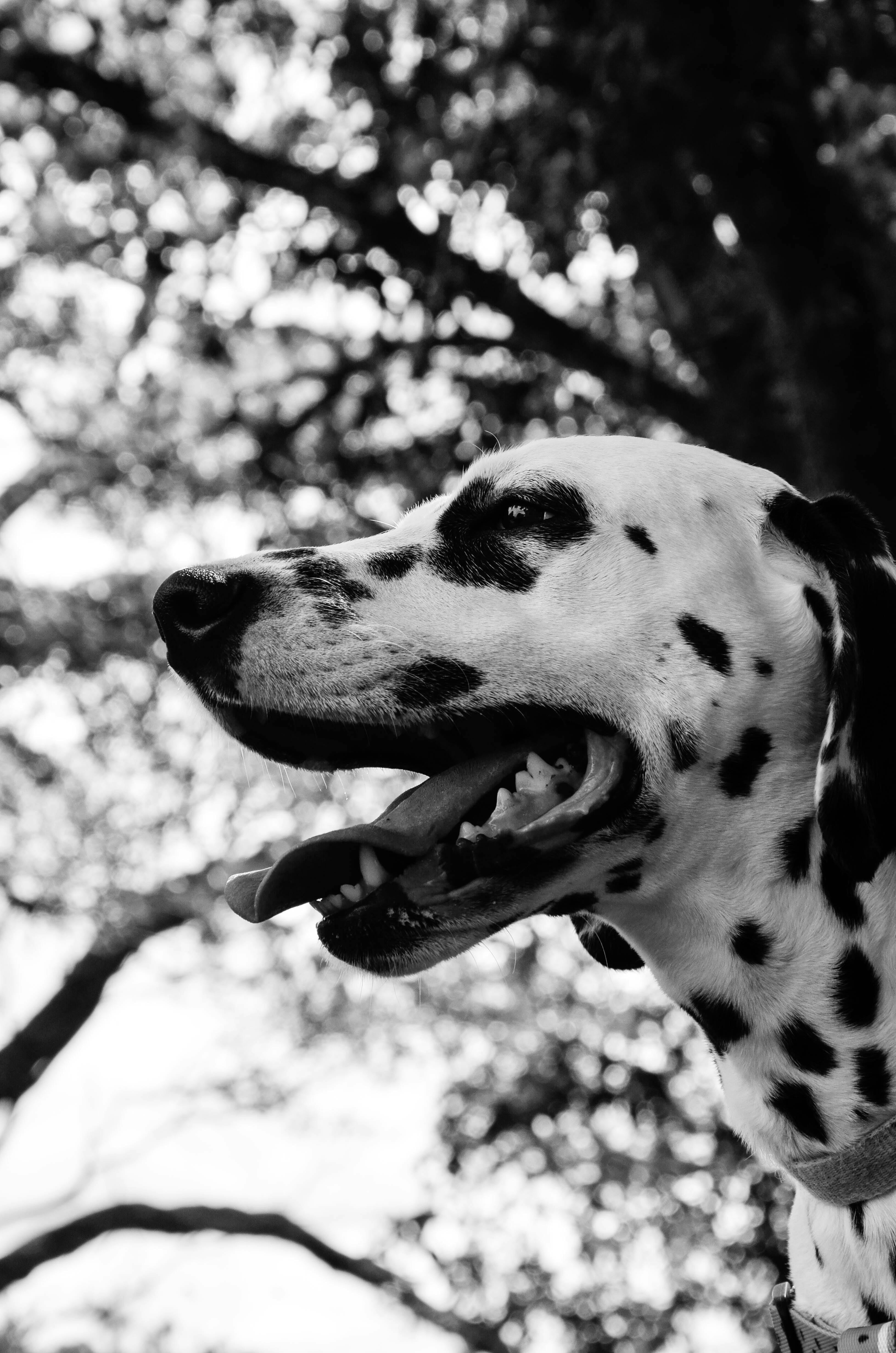 Dalmatian Photos Download The BEST Free Dalmatian Stock Photos  HD Images