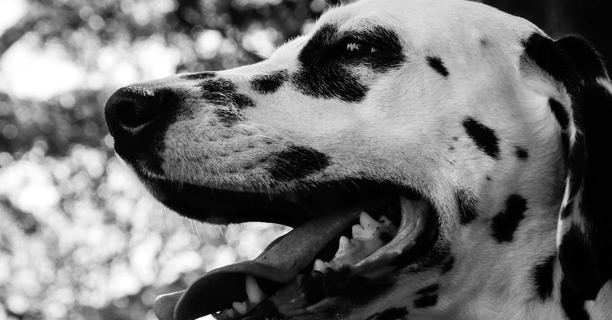 White and Black Dalmation