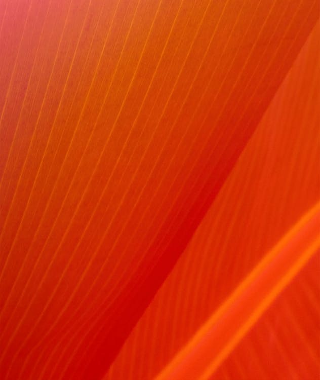 Orange and White Striped Textile · Free Stock Photo