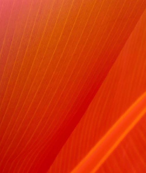 Close-up of Red Leaf