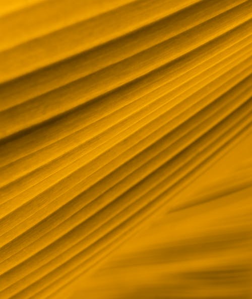Gratis stockfoto met alles geel, behang, gele achtergrond Stockfoto