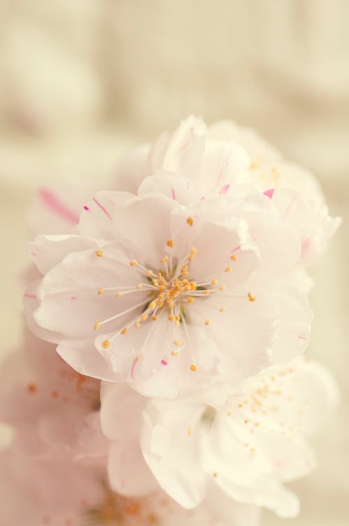 Gratuit Photos gratuites de fermer, fleur, fleur de cerisier Photos