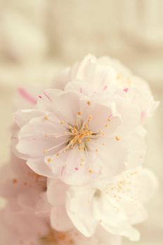 pale soft cherry blossom