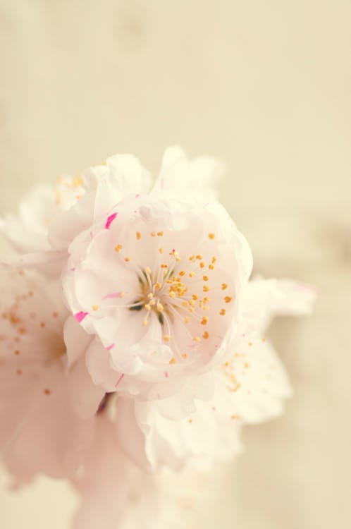 A Close-Up Shot of Cherry Blossom Flowers