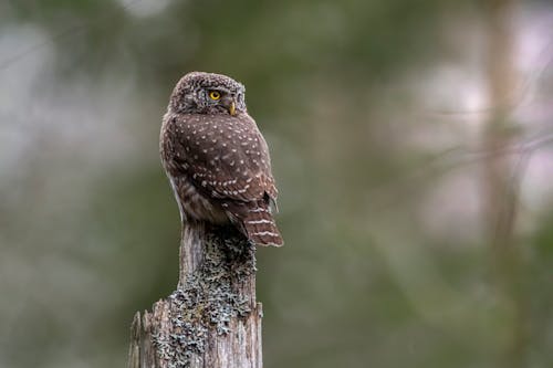 Brown and White Owl on Tree Branch