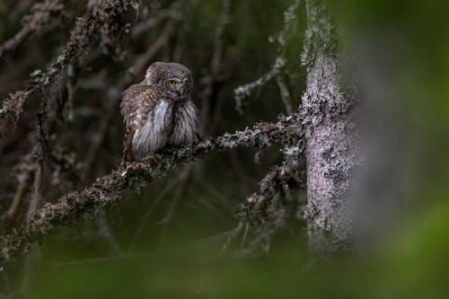 Brown Owl on Tree Branch