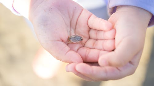 Free stock photo of beach, child, hands