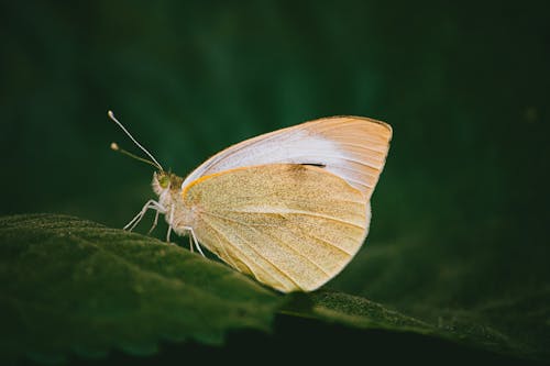 Gratis stockfoto met detailopname, geel, groen blad