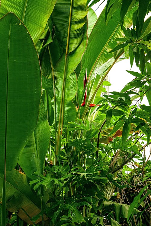 Lush Leaves of Plants