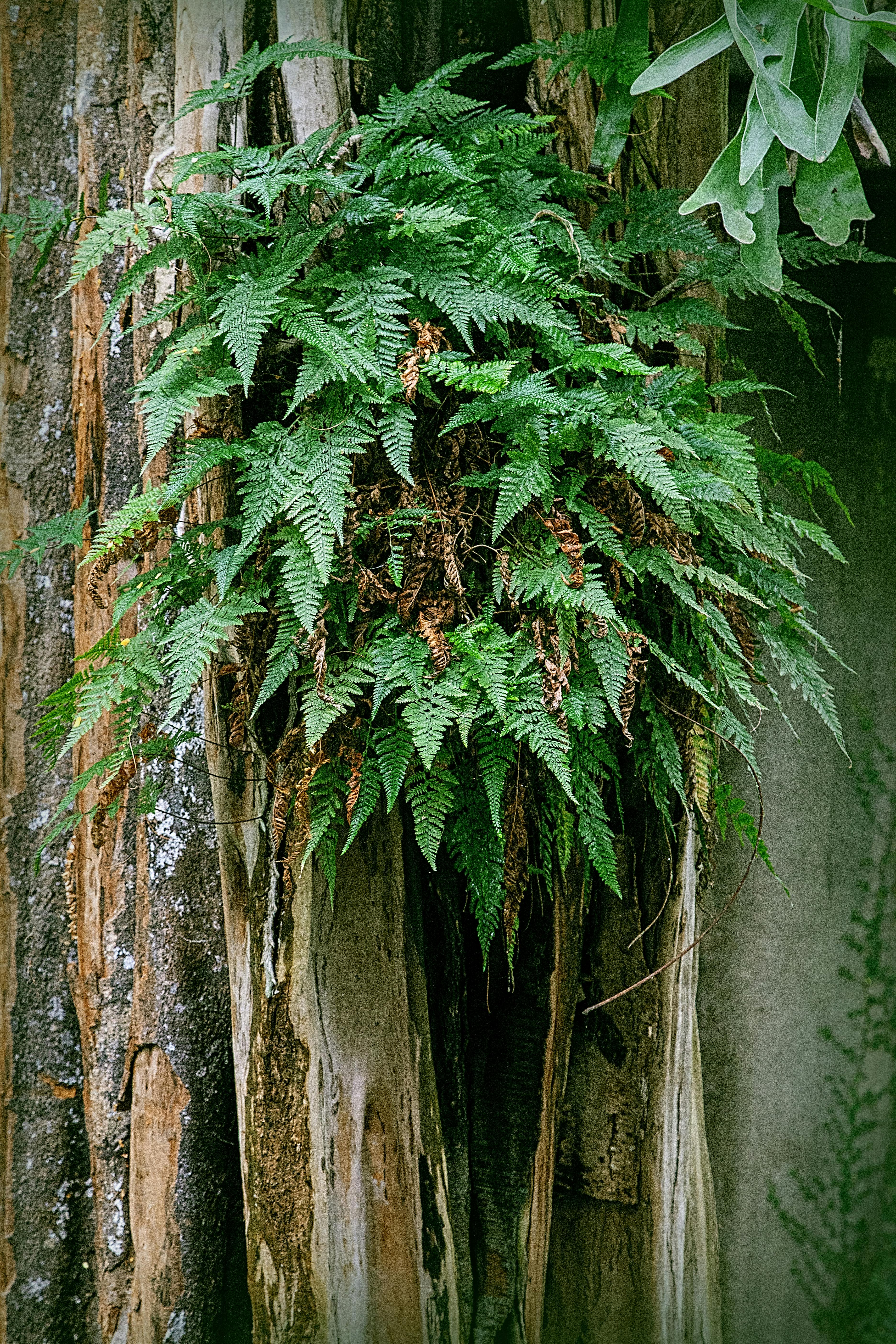 Ferns Growing on a Tree Trunk · Free Stock Photo