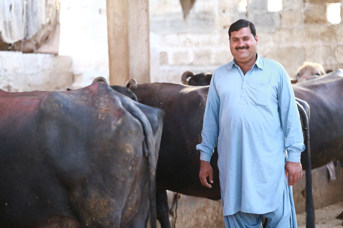 Farmer with cattle