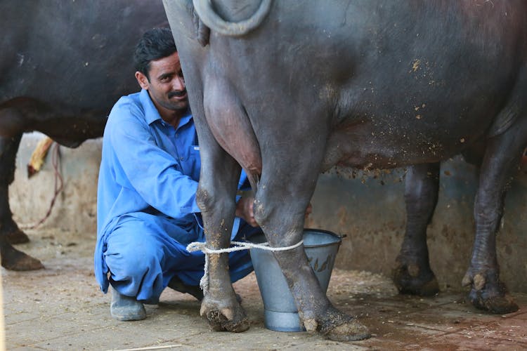 Man In A Blue Shirt Milking A Cow