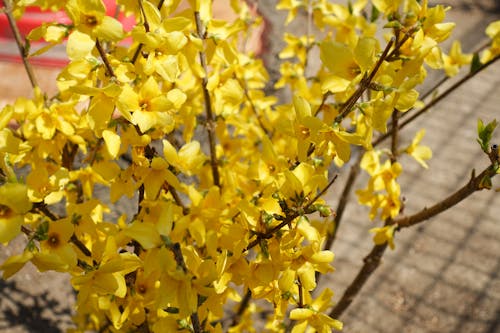Free stock photo of amarillo, flores amarillas, flowers Stock Photo