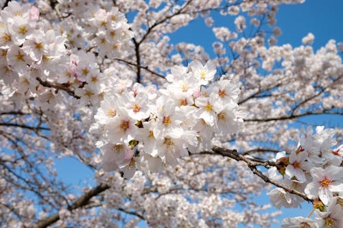 Free stock photo of cherry blossom, cherry blossom background, cherry blossom wallpaper Stock Photo