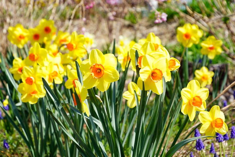 Wild Daffodil Flowers In Bloom