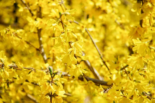 Free stock photo of flowers, mellow yellow, spring Stock Photo