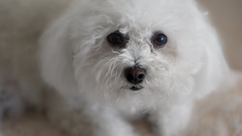 คลังภาพถ่ายฟรี ของ bichon, bichon frize, ลูกสุนัข