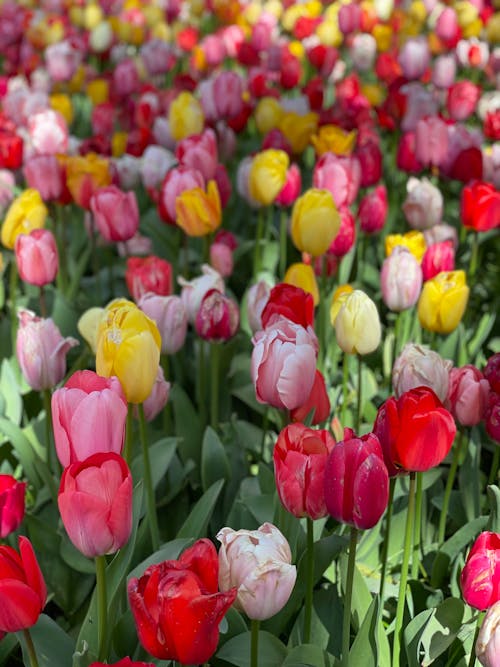 Darmowe zdjęcie z galerii z botaniczny, czerwone tulipany, czerwony