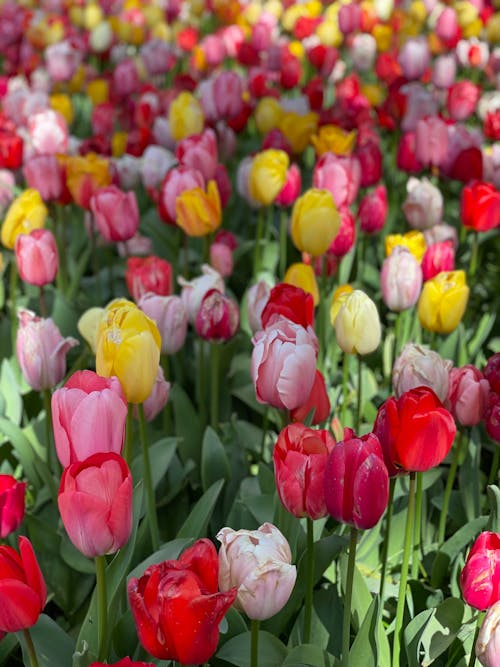 Kostenloses Stock Foto zu blumen, botanisch, frühling