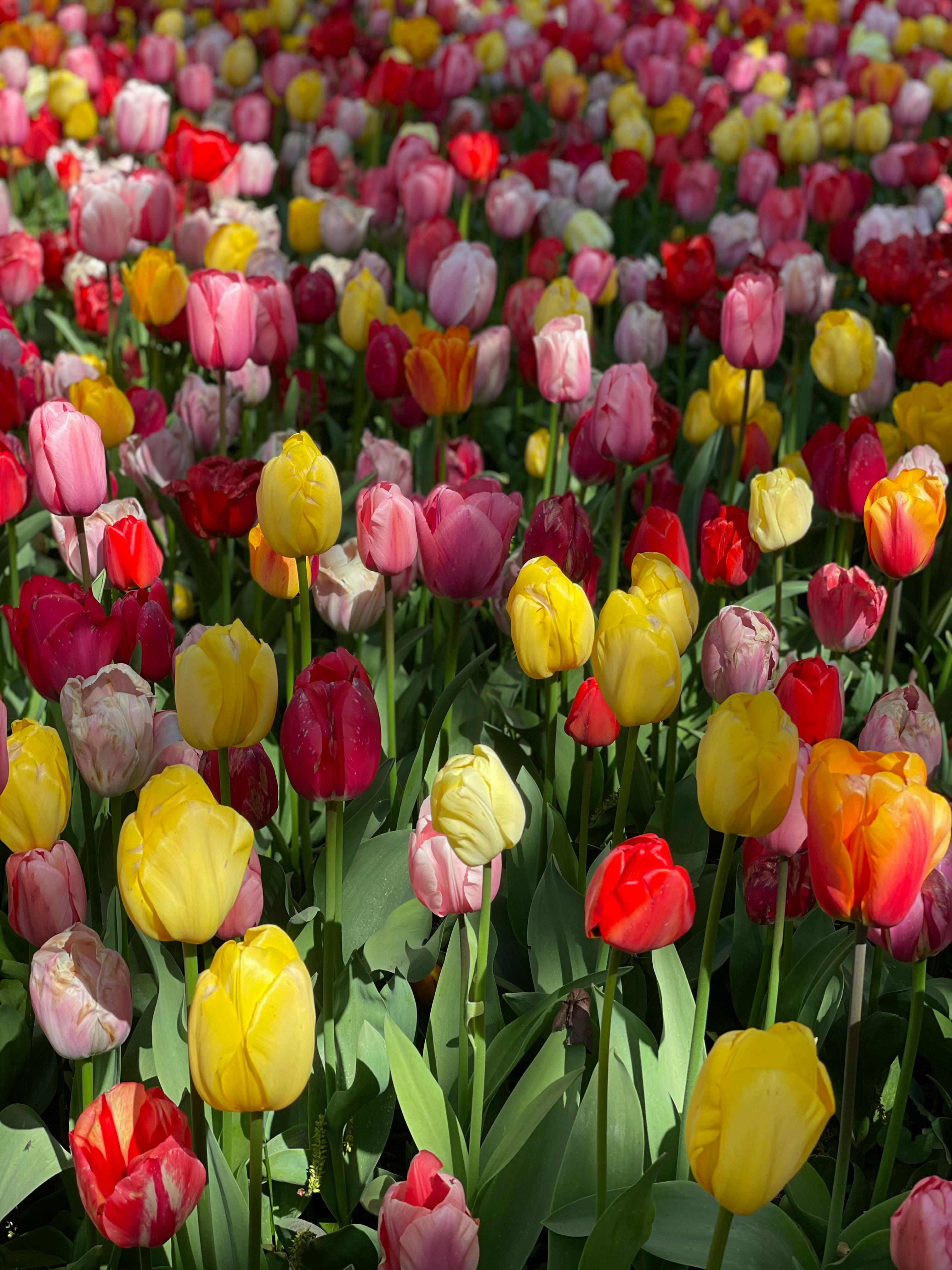 Yellow Tulip Flower · Free Stock Photo