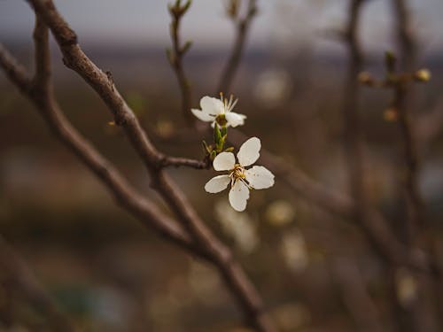 Gratis stockfoto met bloeien, bloeiende bloem, bloemen