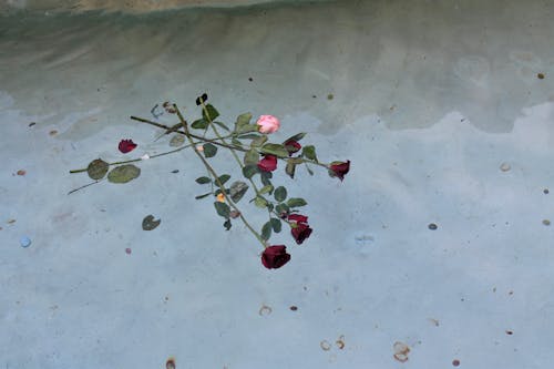 Imagine de stoc gratuită din flori, fundal gri, nisip