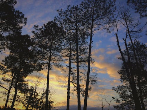 Foto profissional grátis de árvores altas, crepúsculo, folhas