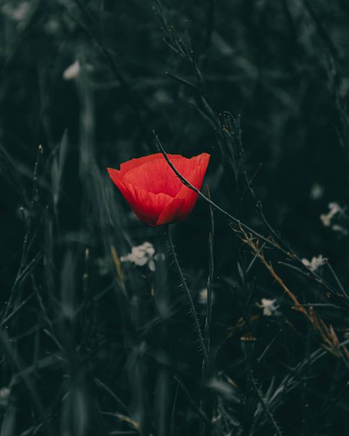 Free A captivating close-up of a red poppy amidst darkened foliage, symbolizing solitude. Stock Photo