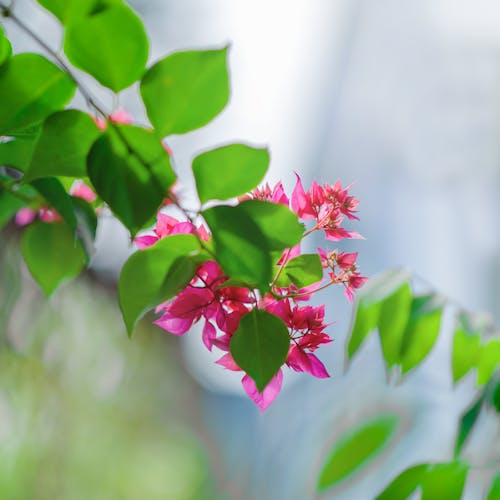 Yaprakların Yakınındaki Pembe çiçeklerin Yakın çekim Fotoğrafçılığı