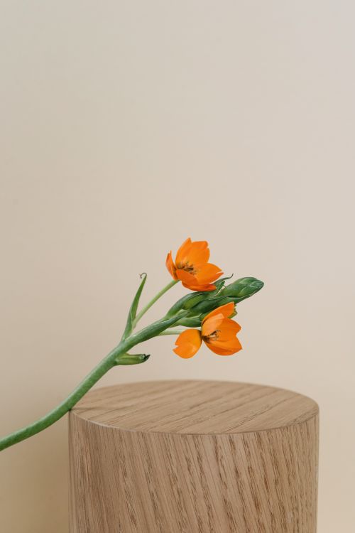Free A single stem of vibrant orange flowers on a wooden block, epitomizing minimalist design. Stock Photo