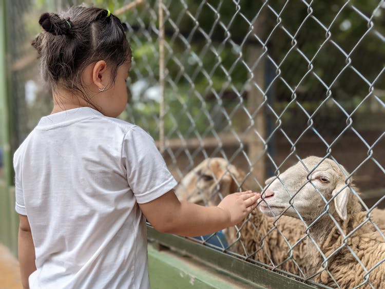 A Child Petting A Sheep