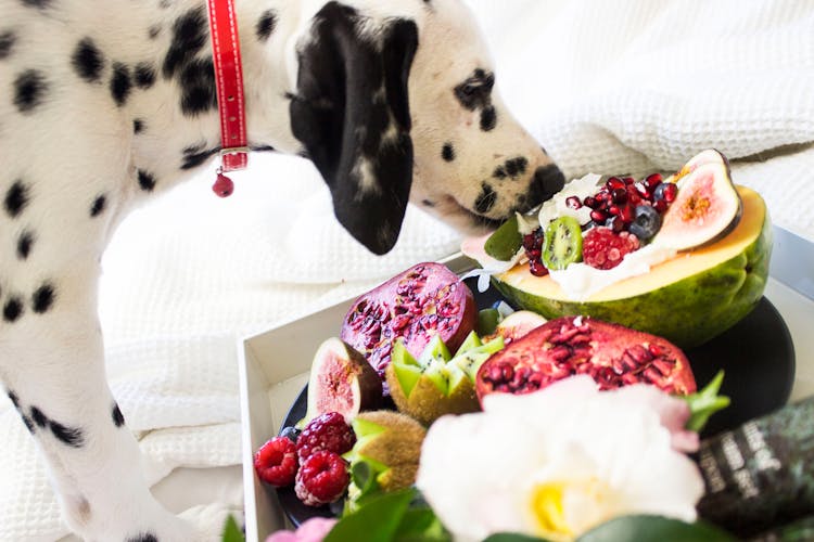 Black And White Dalmatian Dog Eating Fruits