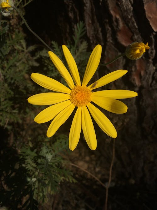 Imagine de stoc gratuită din a închide, euryops pectinatus, floare