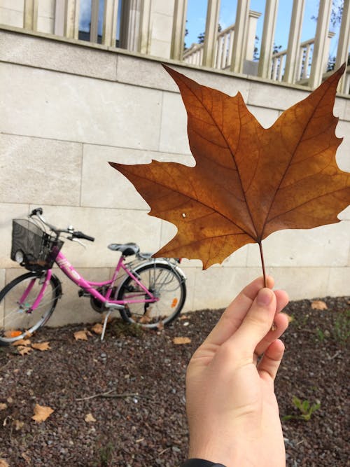 Gratis lagerfoto af ahornsblad, cykel, dagtimer